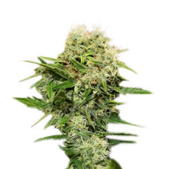 Chronic Ryder BX AutoFem, Фасовка: 5